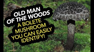 Old Man Of The Woods — An Edible Bolete Mushroom You Can Easily Identify!