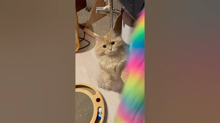 Video 10615011: munchkin cat, cat playing cutecat, cute cat playing, cat living