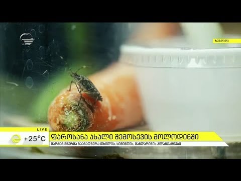 იმედის დღე - 7 მაისი, 2018 წელი