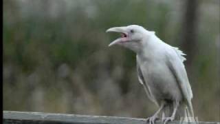 White Ravens Sighted On Vancouver Island