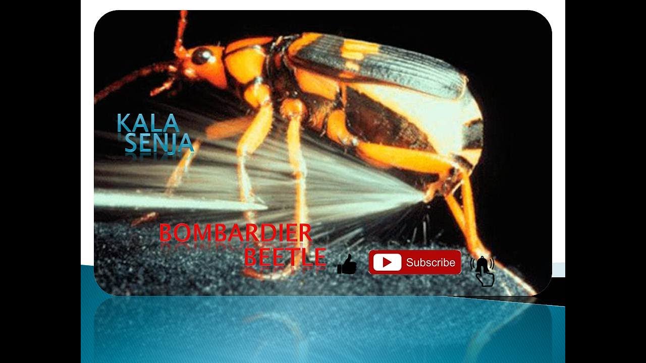BOMBARDIER BEETLE YouTube