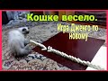 В доме веселье  - у кошки хорошее настроение.