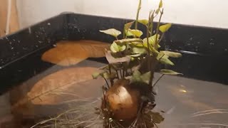 HOW TO BREED RUMMY NOSE TETRA PART 2 ALSO A LOOK IN THE SHRIMP ROOM