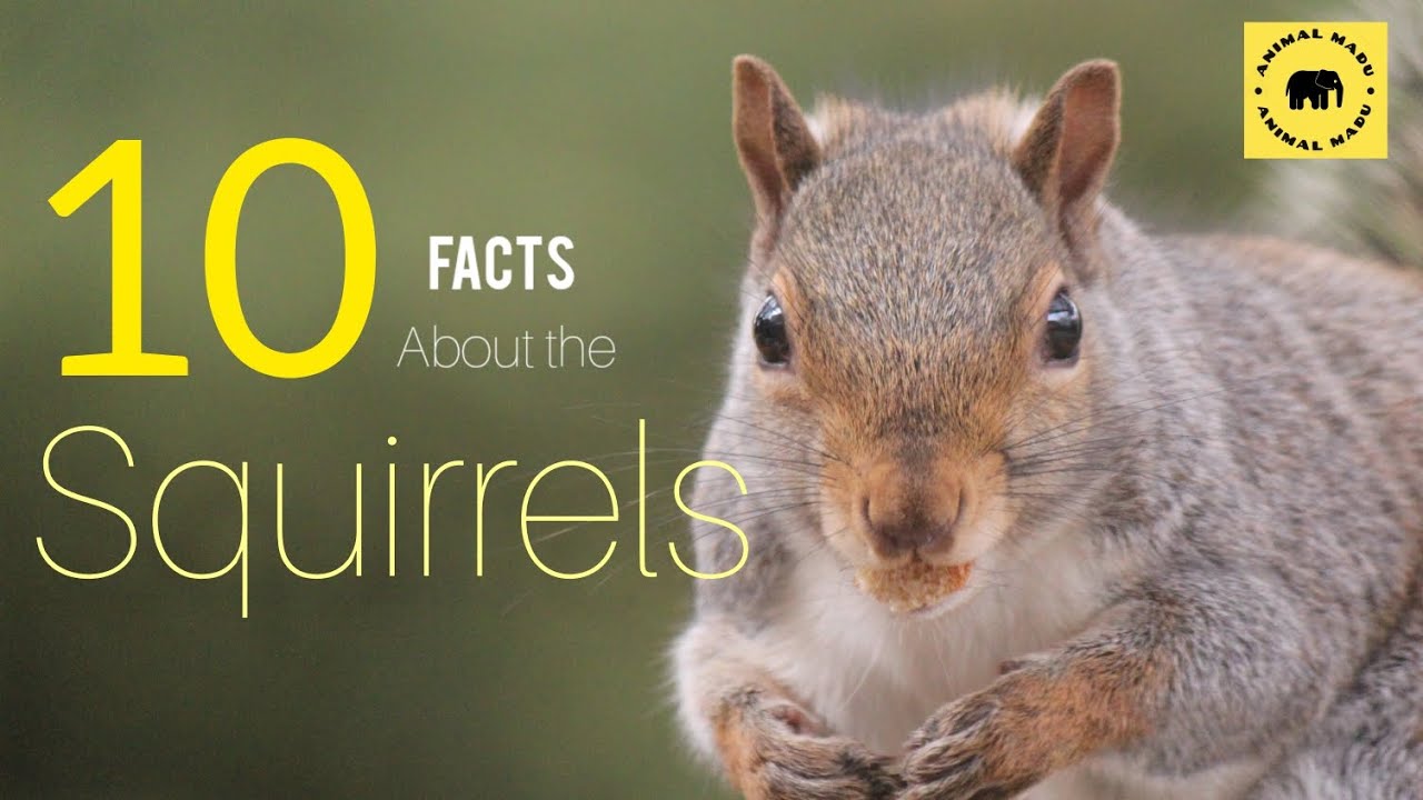 "10 Surprising Facts about Squirrels That Will Blow Your Mind!" - YouTube