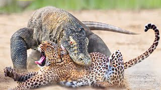 Times Animals Messed With Wrong Opponents !