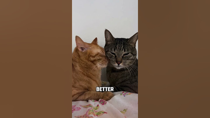 Male VS Female Cats, who make better pets?
