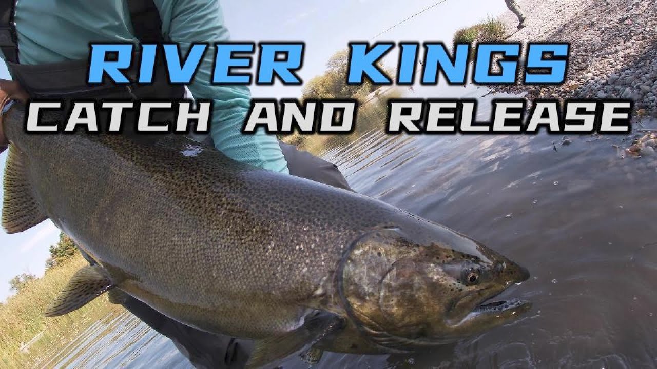 RIVER KING SALMON CATCH AND RELEASE LAKE ONARIO TRIBUTARY SALMON
