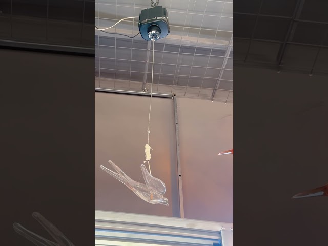 Watch this little bird fly