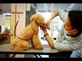 大阪 旭区 トイプードル カット 【KIKIちゃんのトリミングの様子♡】