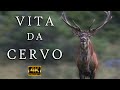 Short film  vita da cervo  life as a deer  documentario naturalistico wildlife  4k