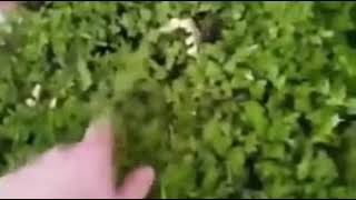 Bush cat Mario meme