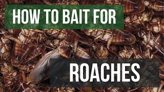 How to Bait For Cockroaches (Gel Baits)