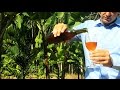 Banana Wine - How to make Wine at home from banana - Homemade Wine step by step - Easy recipe