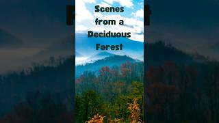 Scenes from a Deciduous Forest