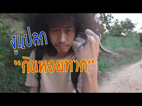 งูแปลก..! กินหอยทากเป็นอาหาร (งูกินทากจุดขาว)