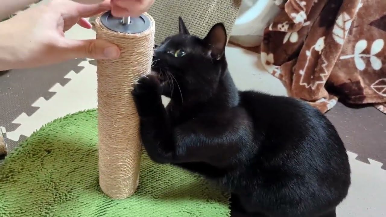 黒猫ロコちゃん、4歳になりました！！【お誕生日】