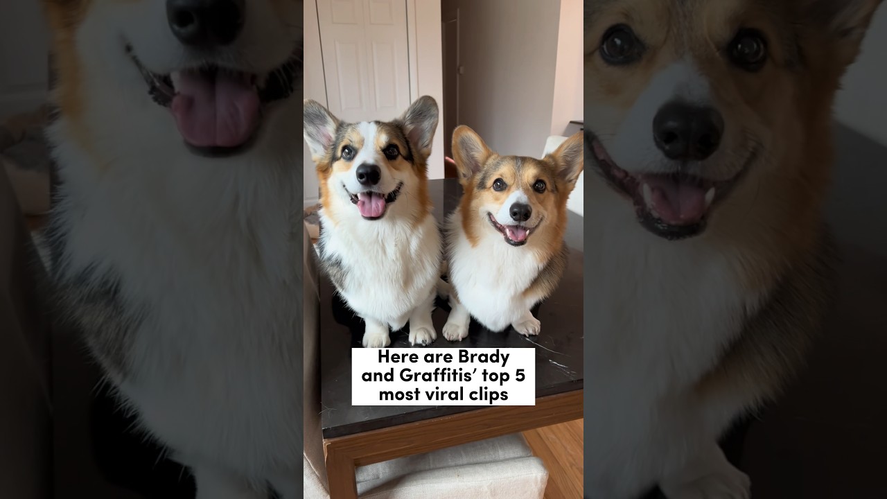 Brady & Graffiti the Corgis’ Top 5 Viral Clips 