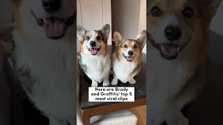 Brady & Graffiti the Corgis’ Top 5 Viral Clips #dogs #corgi