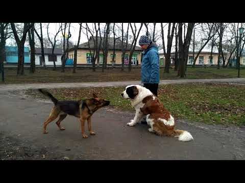Очень культурная и воспитанная собака. Московская сторожевая и овчарка.