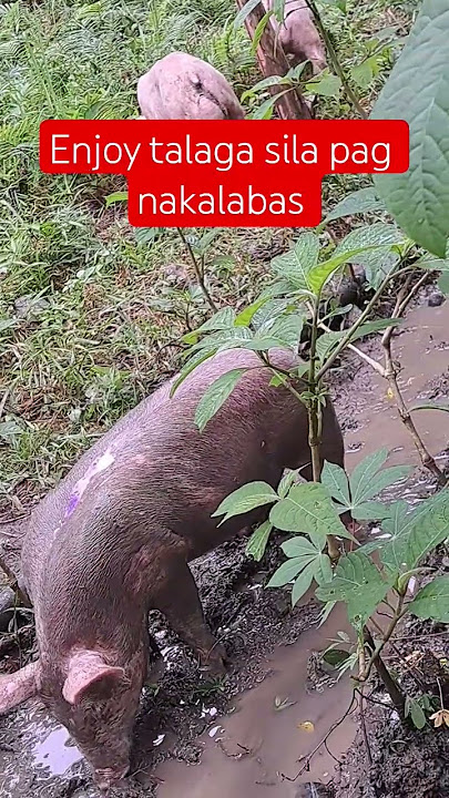 #provincelife #pig #lifeisbutadream #pigfarming #nature #funny #philippines #simple #simplelife