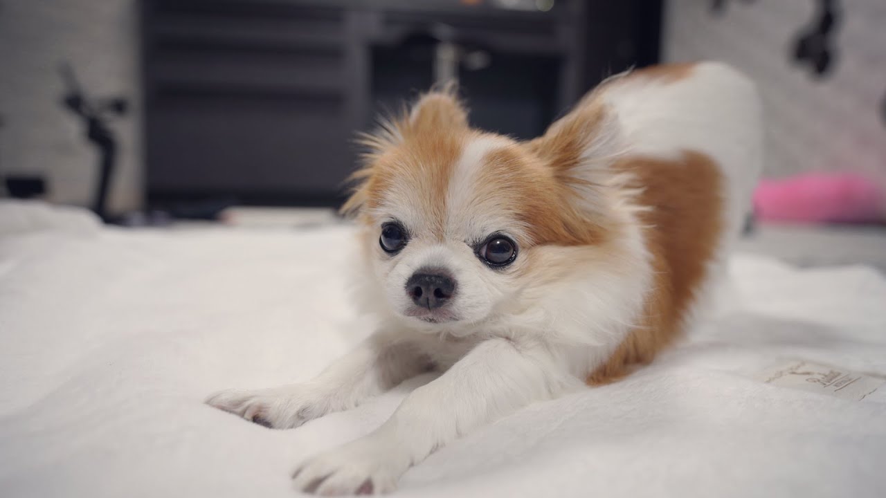 大好きな飼い主なのにカメラを向けると態度が変わる老犬チワワ Youtube 大好きな飼い主なのにカメラを向けると態度が変わる老犬チワワ Youtube