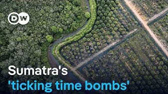 Thumbnail for Why deforestation and monocultures are to blame for the scale of Sumatra's flooding | DW News