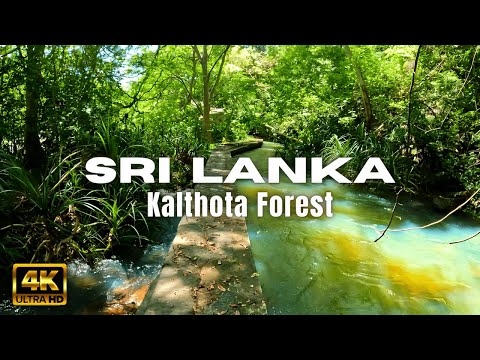 Relaxing Walk in Kalthota Forest -  Sri Lanka's Hidden Gem  - Travel Sri Lanka