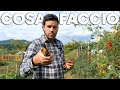 PerchÃ© le foglie dei POMODORI sono SECCHE
