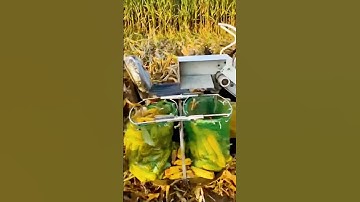 advanced machine for corn harvesting process #shorts