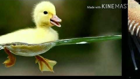 STD-5 chapter-3 Adaptation in animals (subject-science) part-1 video