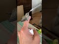 Feeding baby hummingbird