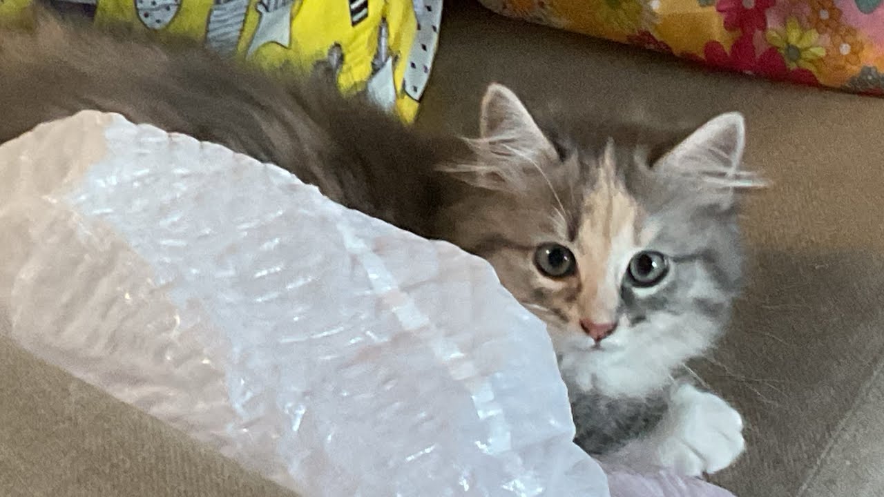 Our cat is so cute and so feisty - YouTube