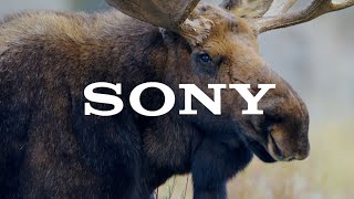 A Sony Alpha Short: "The Weapon of Choice"