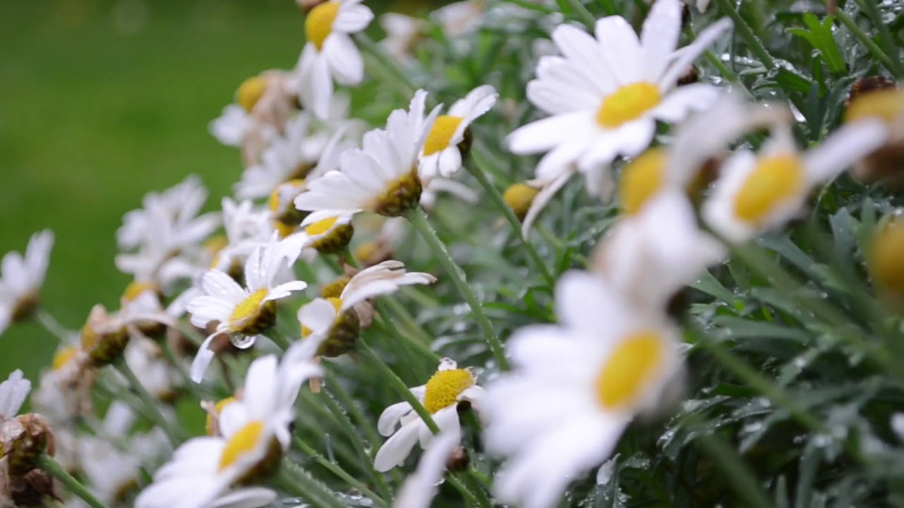 Ham Shades Lane, Tankerton, Whitstable YouTube