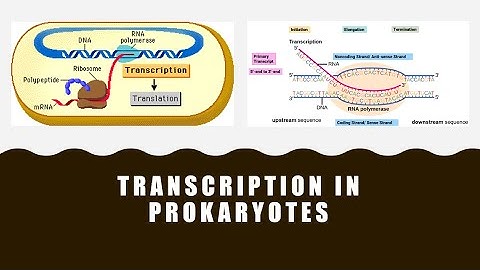 Transcription in Prokaryotes
