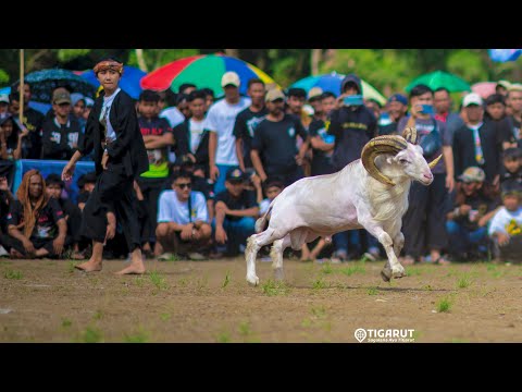 RECAP KONTES DOMBA