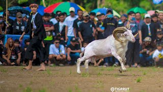 RECAP KONTES DOMBA GARUT 2023 || Pamidangan PLP, Andes, Cimalaka, Sawala