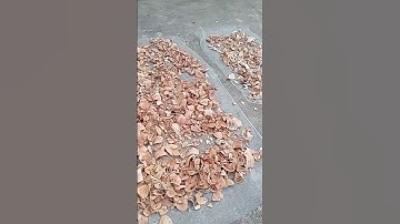 phơi cây thuốc xương khớp da dày bổ thận - thuốc nam dân tộc dao