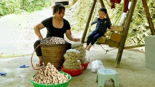 Harvest peanuts and take them to the market to sell - Chúc Tòn Bình