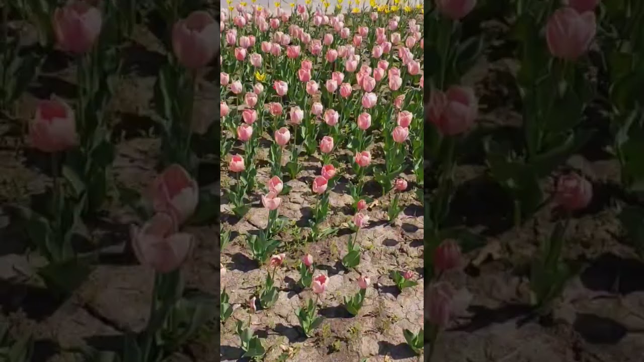 Такая красота возле Филармонии 