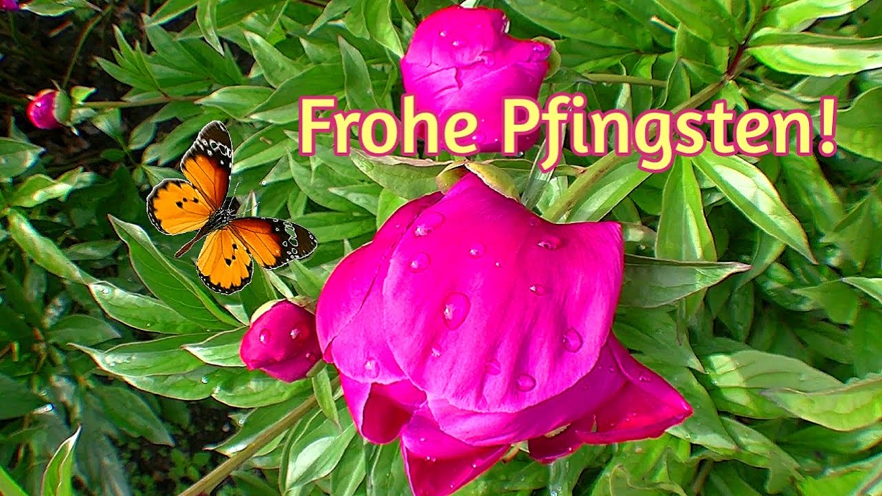 Ganz Liebe Grüße zu Pfingsten💝 Ein schönes Pfingstwochenende & viel Sonnenschein für die