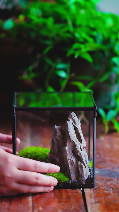 The BEST Moss For Terrariums (Top 3) 