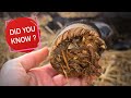 Did you know that a foal's hoof first looks like this? | Friesian Horses