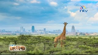 Love Nairobi National Park - NTV Wild Talk S4 E6