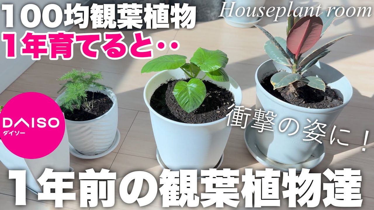 １年で衝撃の姿に！100均で買った小さな観葉植物が１年経つと・・ ダイソー DAISO　ウンベラータ　フィカス　ゴムの木　アスパラガス　100円均一　セリア　レモン