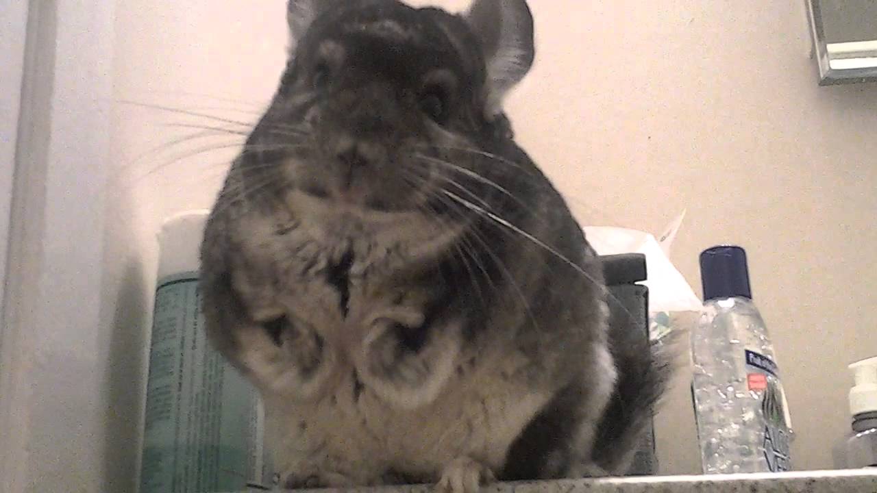 Smart Chinchilla Asking To Leave