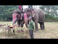Wild Elephants Competing for Food 🐘🌿 | Jungle Life Video