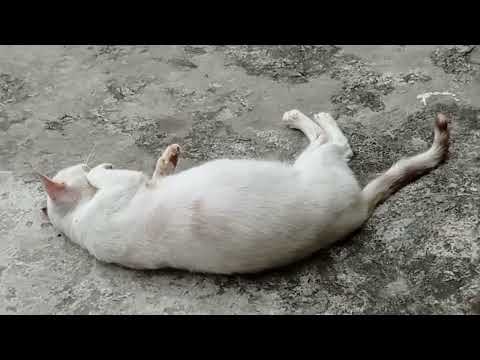 Induknya kucing kuning lucu banget