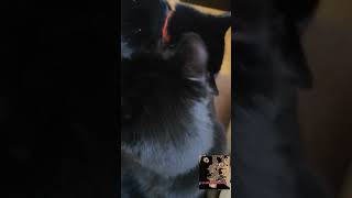 Cute Cats Tim And Schu. Kiss Me. Поцелуй Меня, Потом Я Тебя!