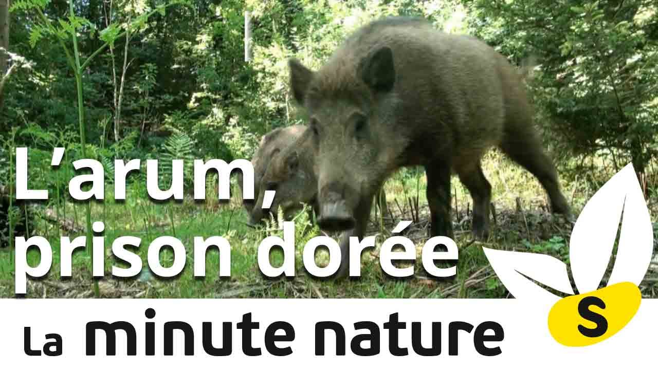 salamandre magazine Ep. 11. : L'ARUM, PRISON DORÉE